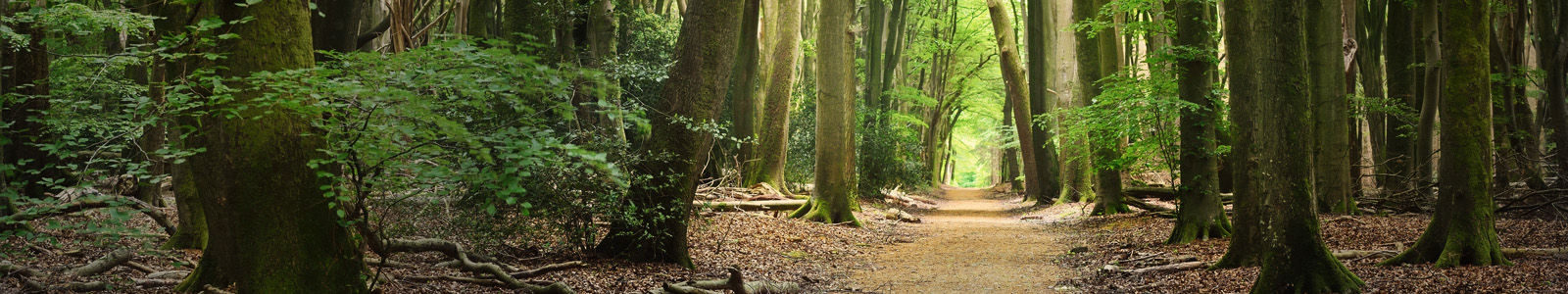 Topbanner Trees for All