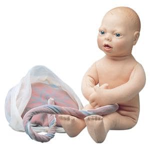 Anatomisch model foetus - per stuk