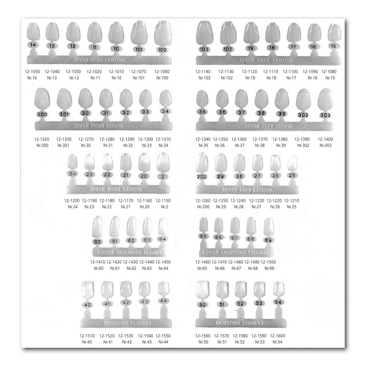 Polycarbonate Crowns lateraal incisief - Rechtsboven, 2