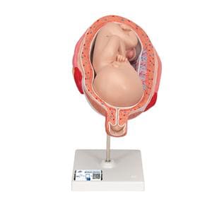 Anatomisch model foetus 7 maanden - per stuk