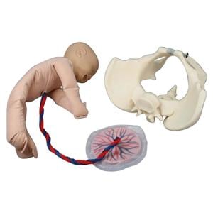 Fantoom bekken met foetus - per set