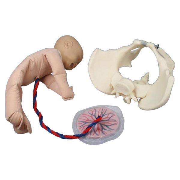 Fantoom bekken met foetus - per set